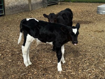 Holstein bull calf