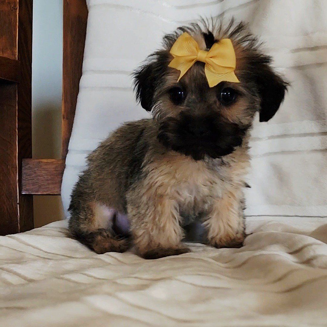 Sweet Baby Shorkies Shih-Tzu Yorkie mix