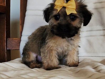 Sweet Baby Shorkies Shih-Tzu Yorkie mix