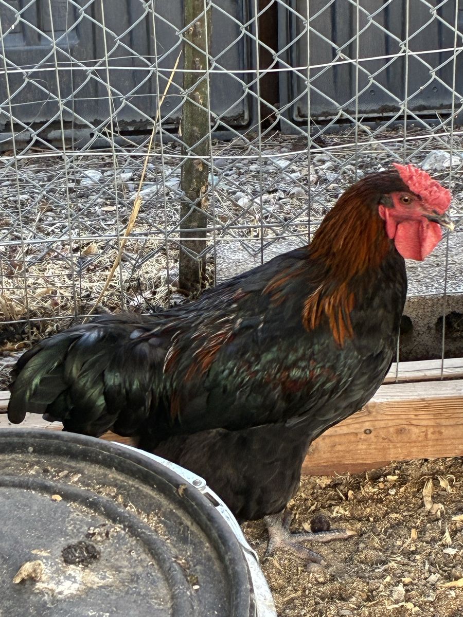 FREE! Olive egger Rooster