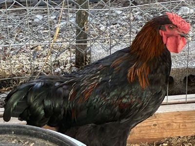 FREE! Olive egger Rooster