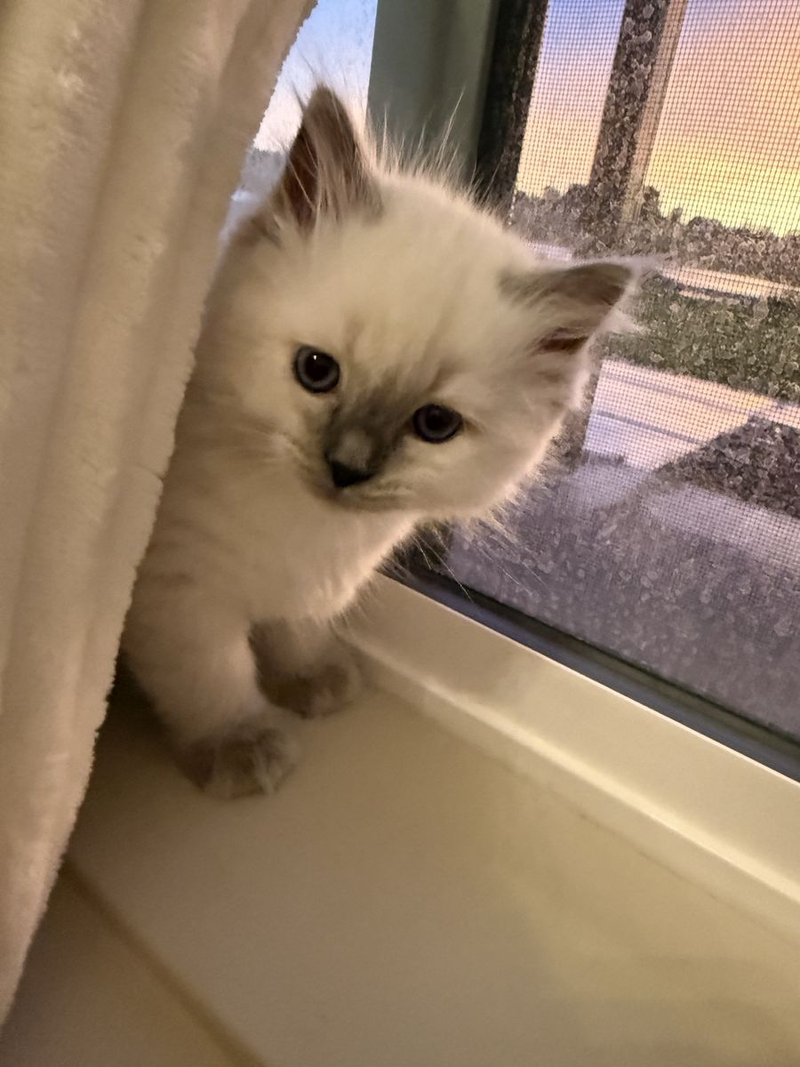 Ragdoll Kittens