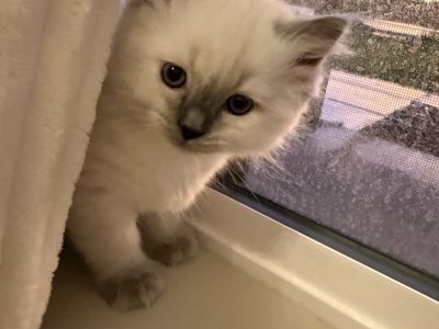Ragdoll Kittens