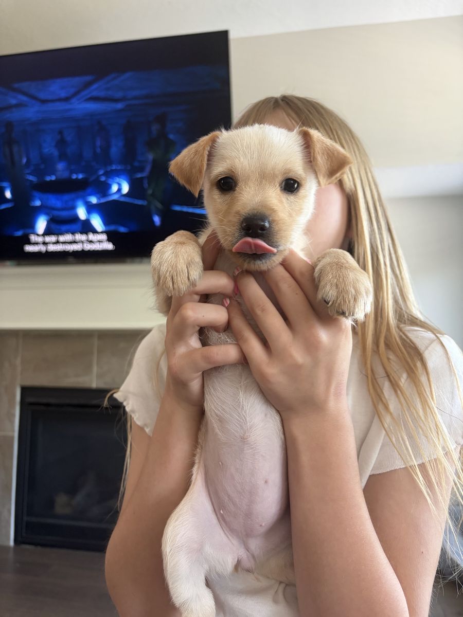 8 Week Old Female Puppy.
