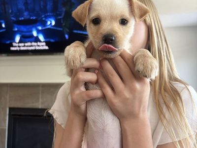 8 Week Old Female Puppy.