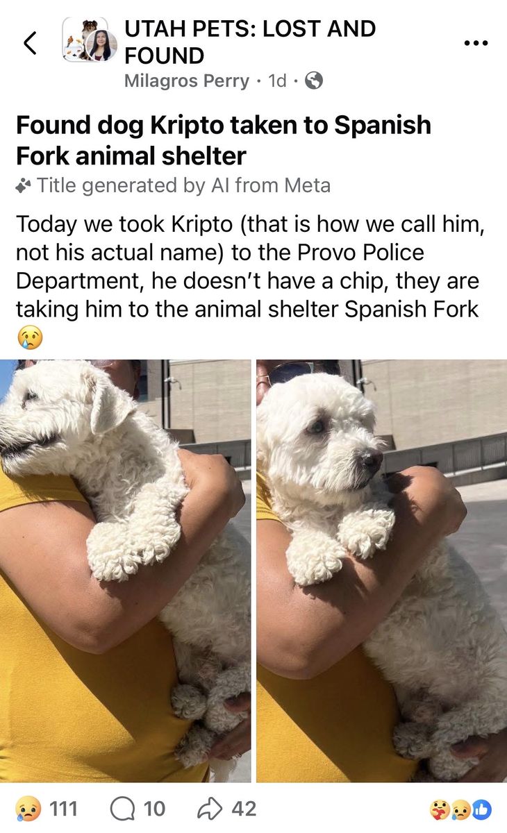 Found Dog Kripto (White Curly Hair) - Taken to Spanish Fork Animal Shelter