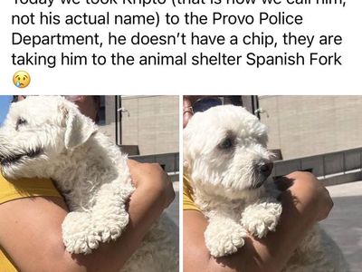 Found Dog Kripto (White Curly Hair) - Taken to Spanish Fork Animal Shelter
