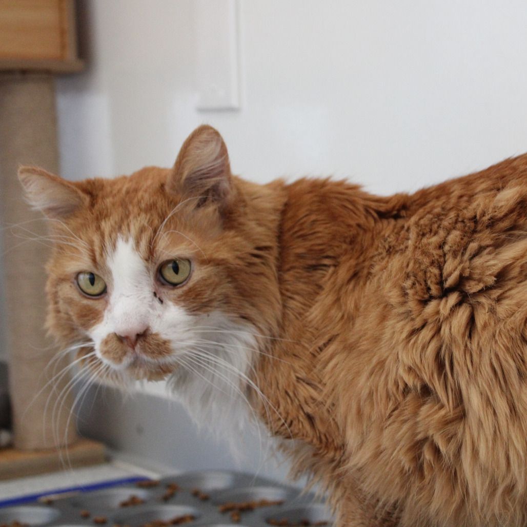 Hello my name is Sonic