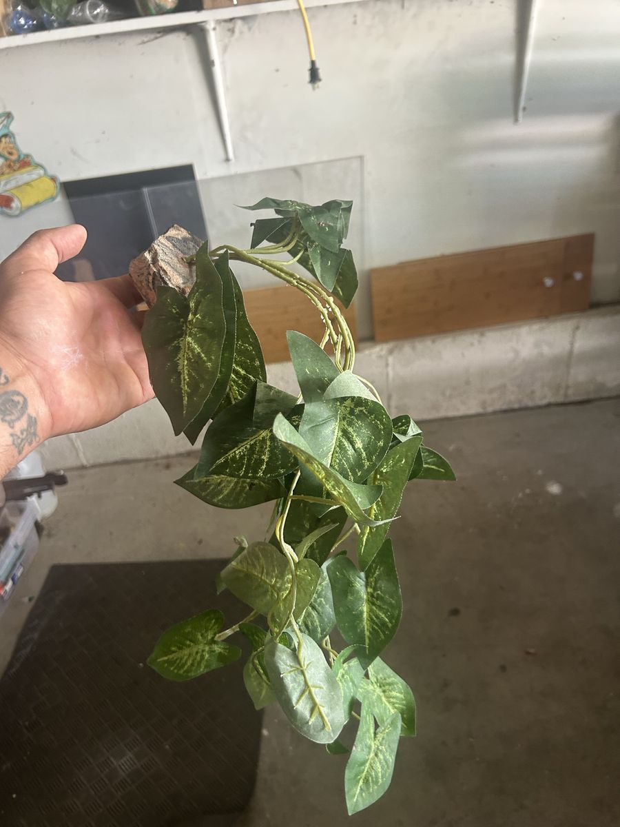 Magnetic vine