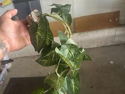 Magnetic vine