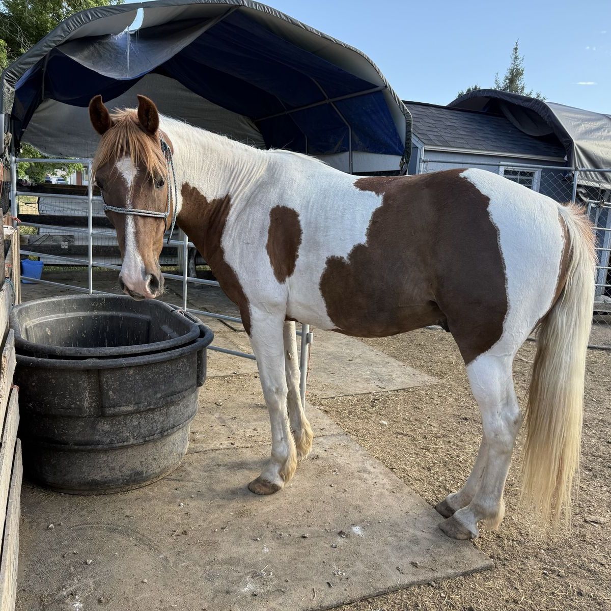 Spotted Saddlebred Gelding