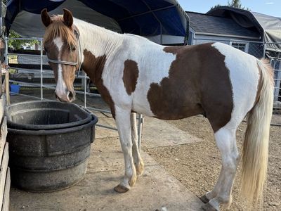 Spotted Saddlebred Gelding