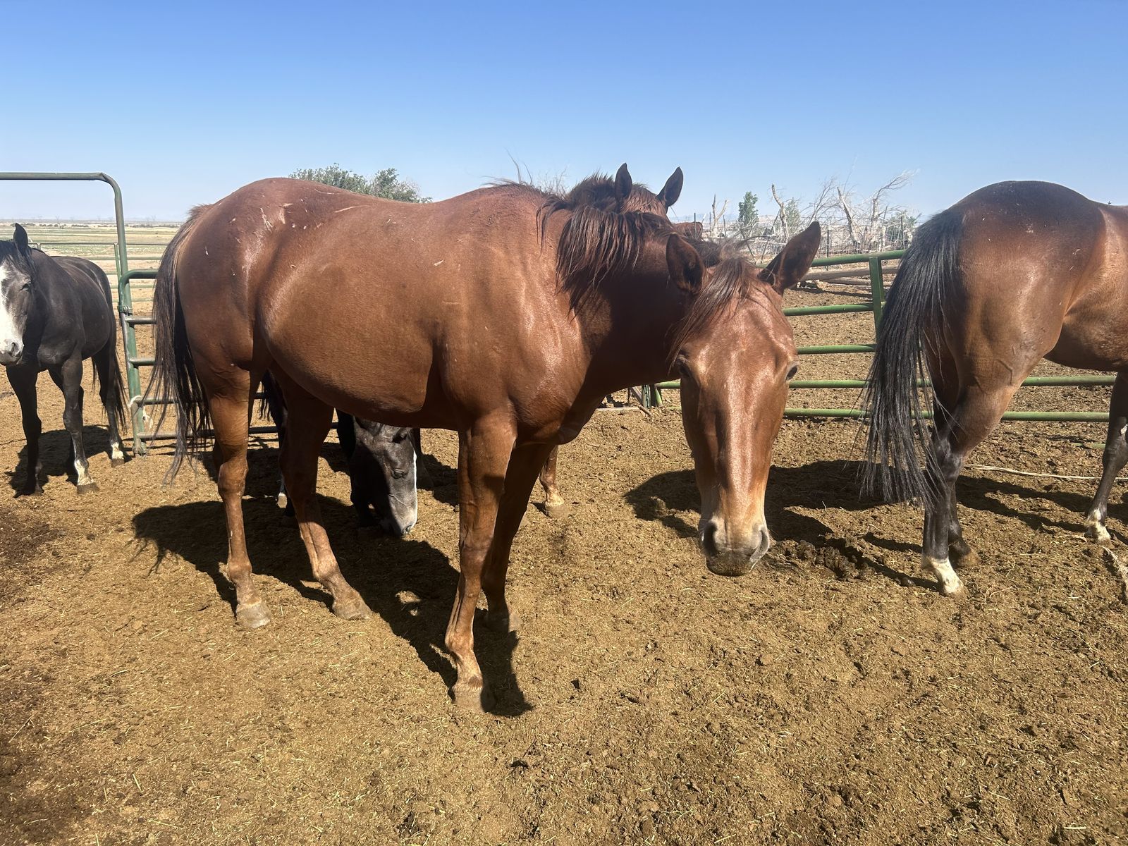2 year old Grade Mare