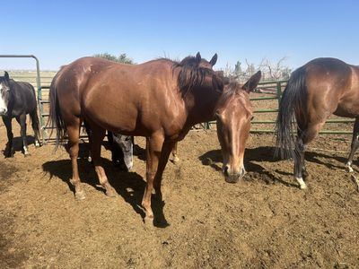 2 year old Grade Mare