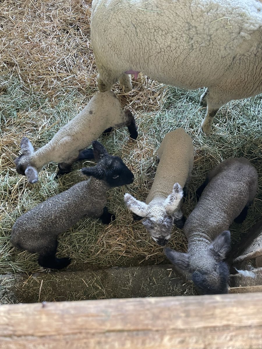 4-H Lambs