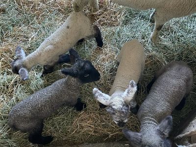 4-H Lambs