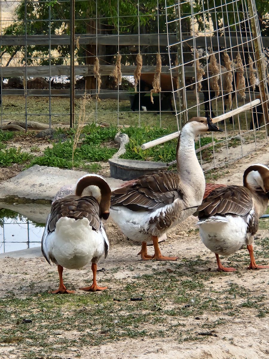 TRIO of African Geese