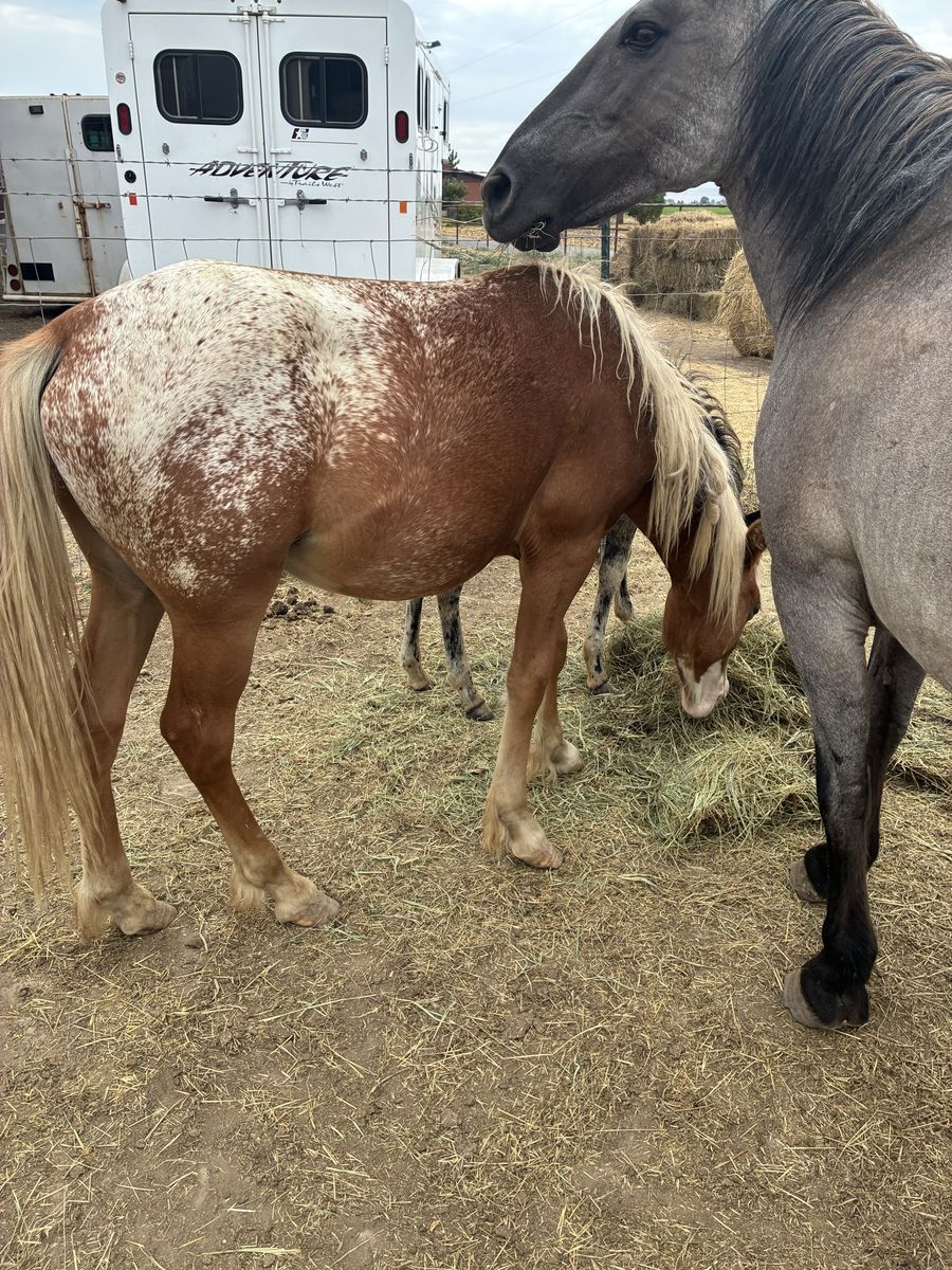 Gypsy x appy yearling colt