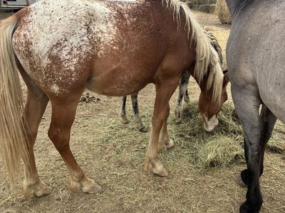 Gypsy x appy yearling colt