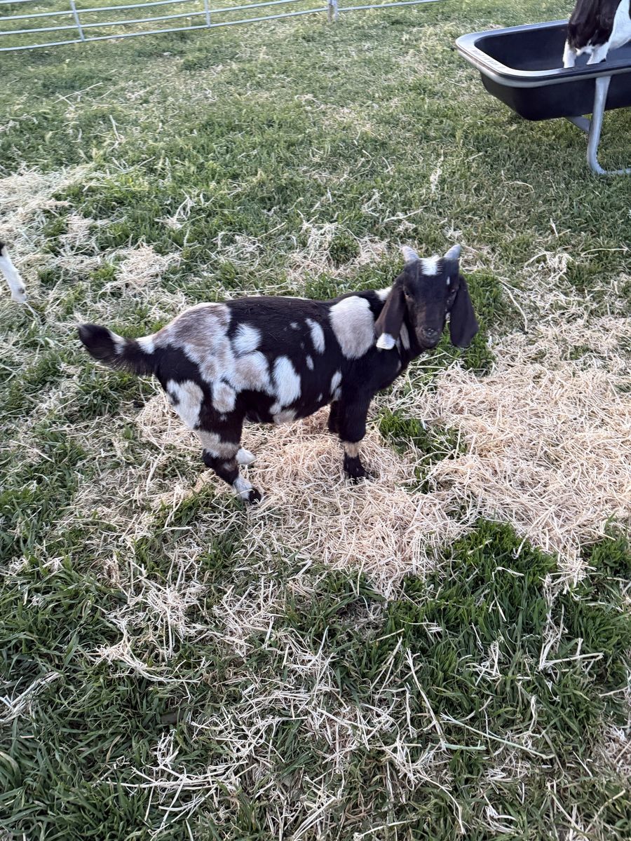 Boer buckling