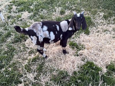 Boer buckling