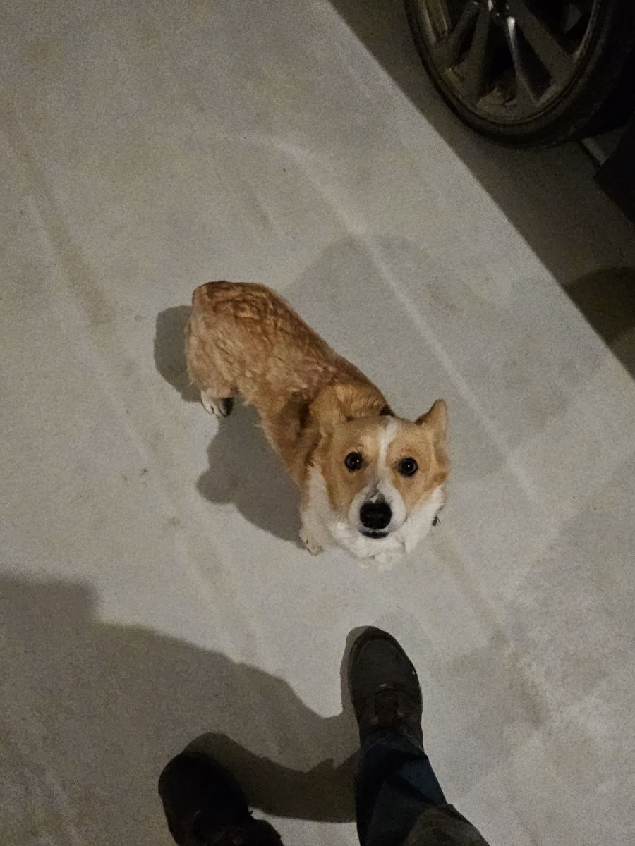 Pembroke Welsh Corgi