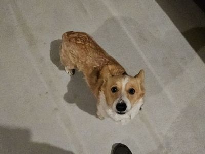 Pembroke Welsh Corgi