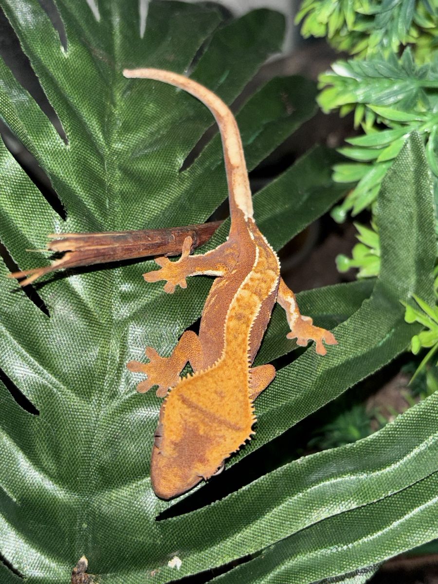Crested Gecko + set up