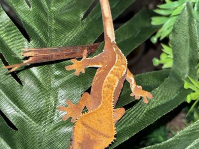 Crested Gecko + set up