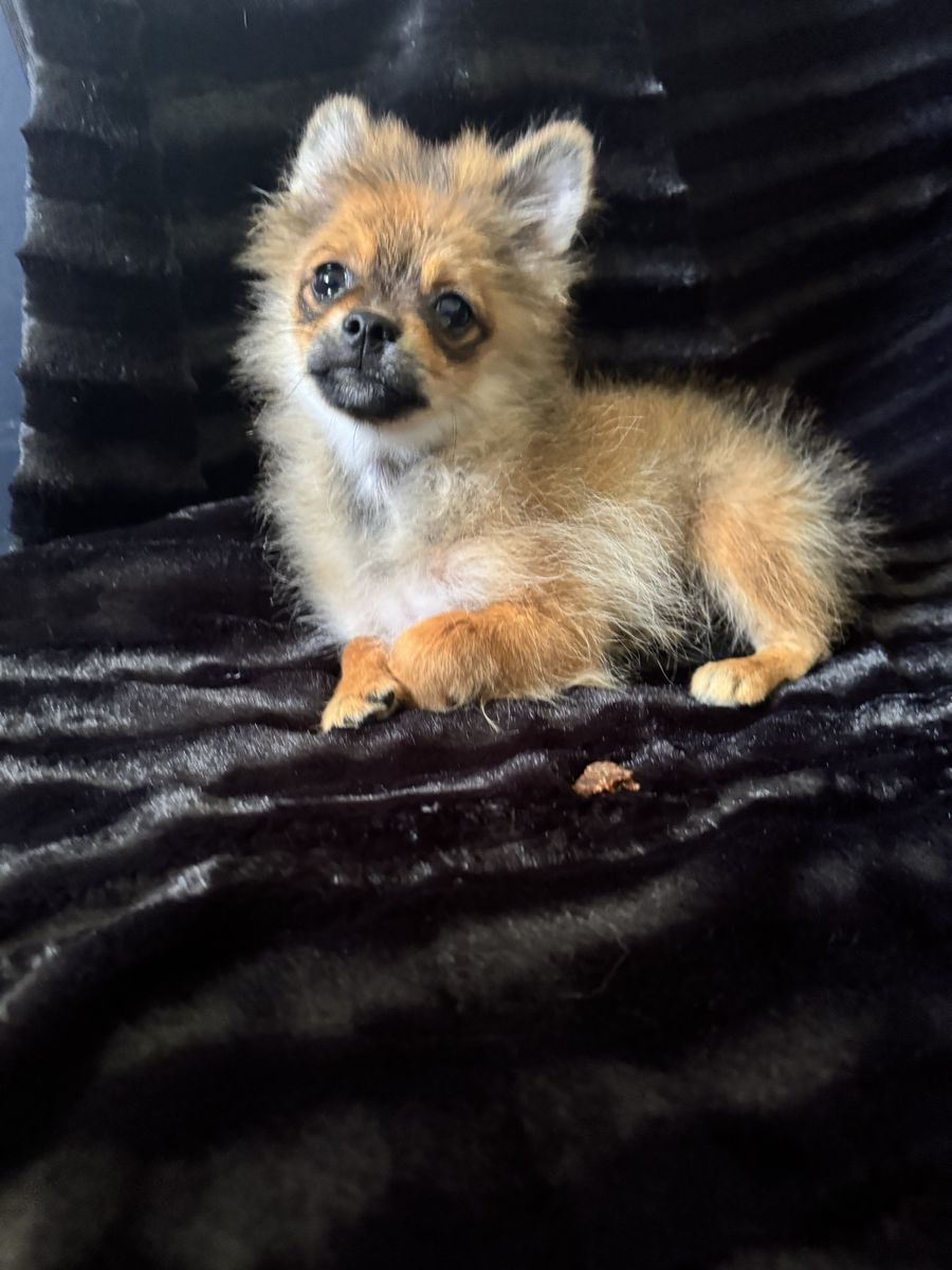 Akc male Pomeranian 