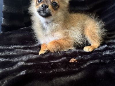 Akc male Pomeranian