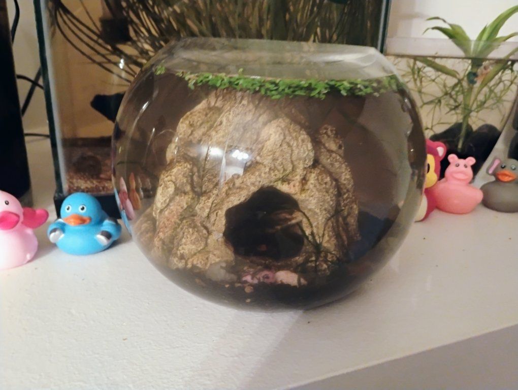 3-Gallon Glass Bowl Aquascape with Betta Fish and