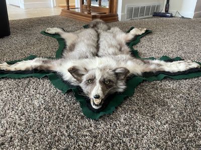 Silver Fox Taxidermy Rug