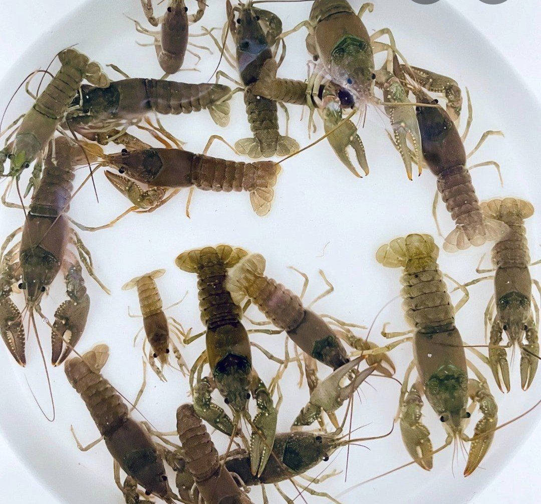 Live Freshwater Crayfish - Crawfish / Crawdads