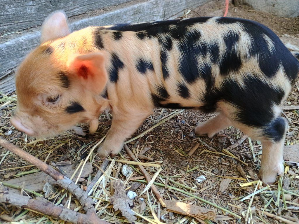 Very Friendly KuneKune Piglets