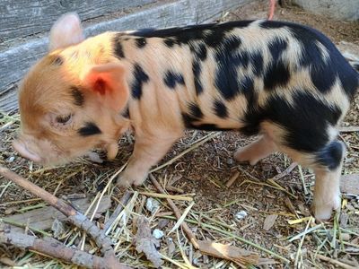 Very Friendly KuneKune Piglets