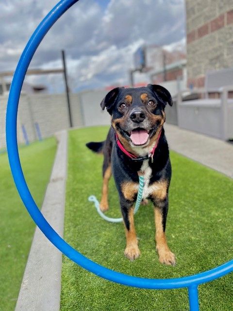 A72462 Zuko is Available for Adoption!