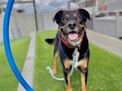 A72462 Zuko is Available for Adoption!