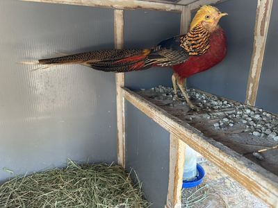 Red Golden Pheasent