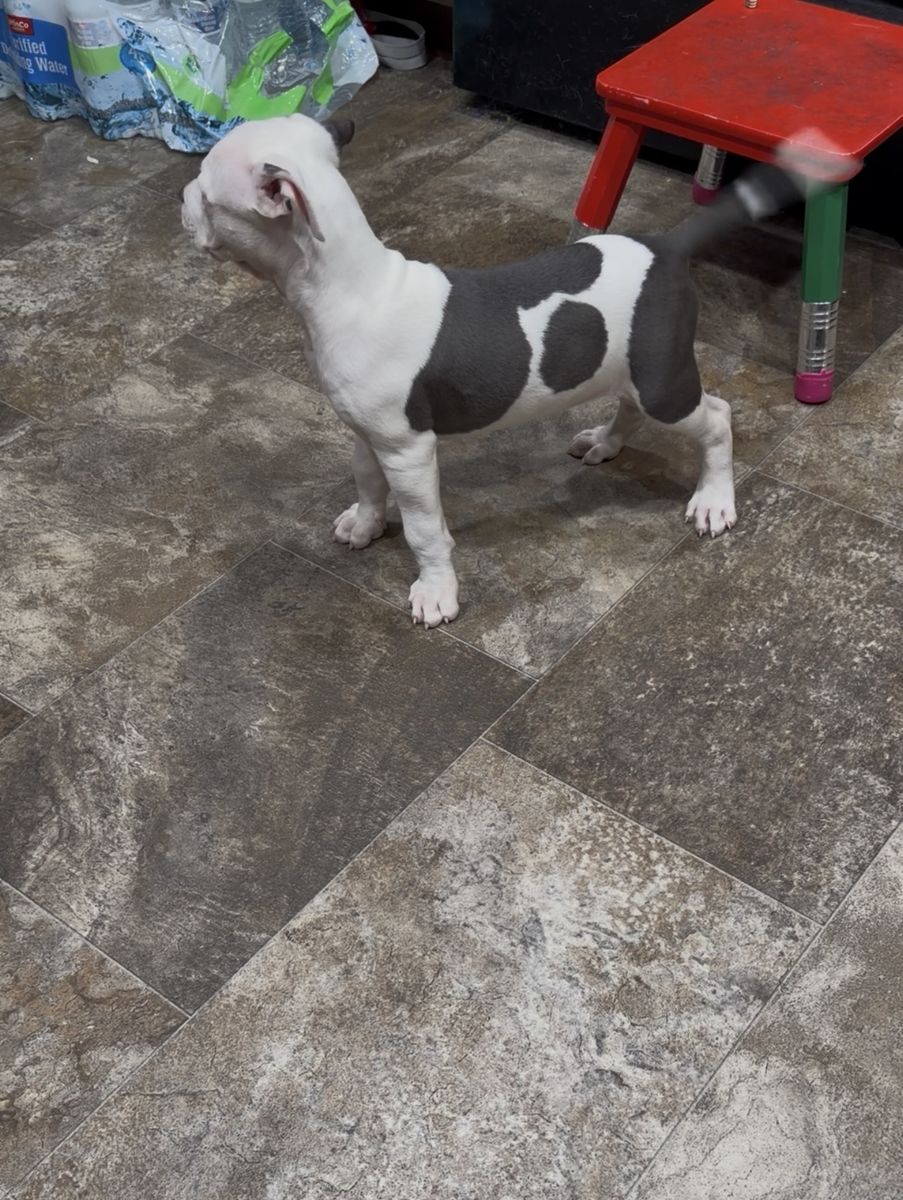 Main image 4