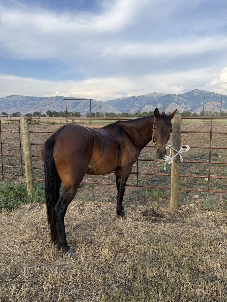 5 yr old gelding