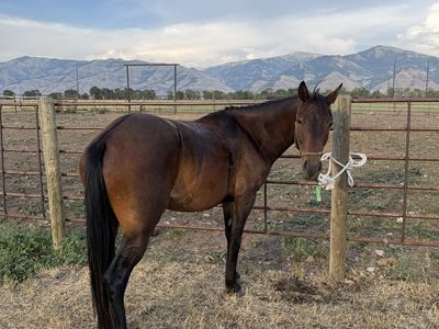 5 yr old gelding