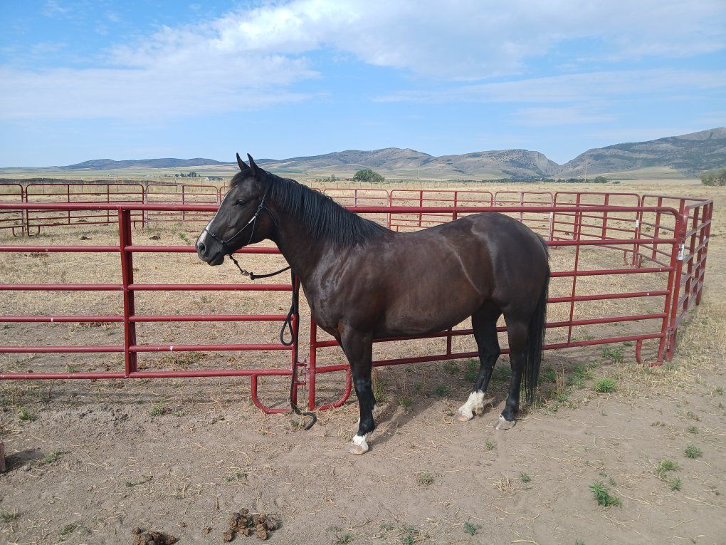 1/4 Draft Mare