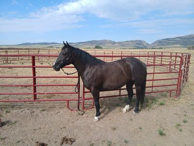 1/4 Draft Mare