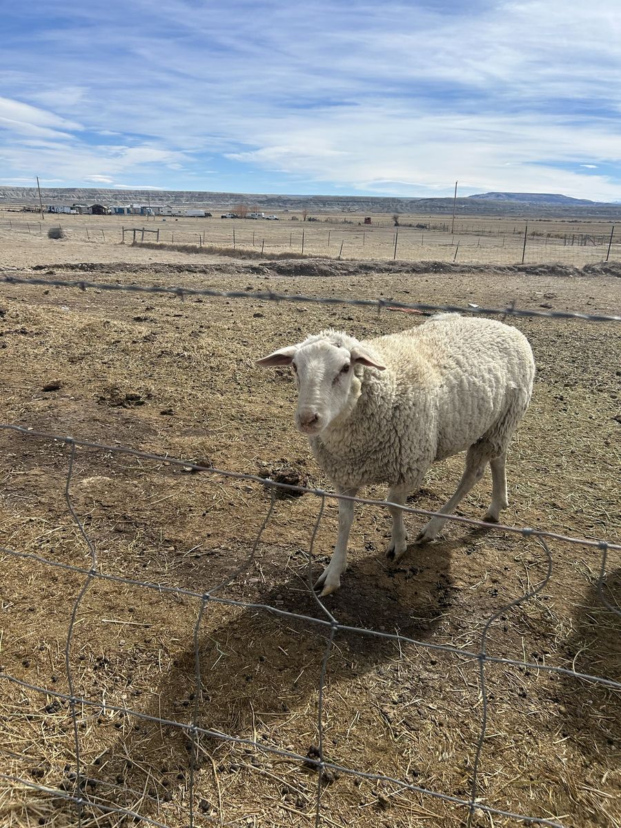 Lacaune/East freisian ram