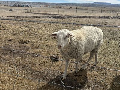 Lacaune/East freisian ram