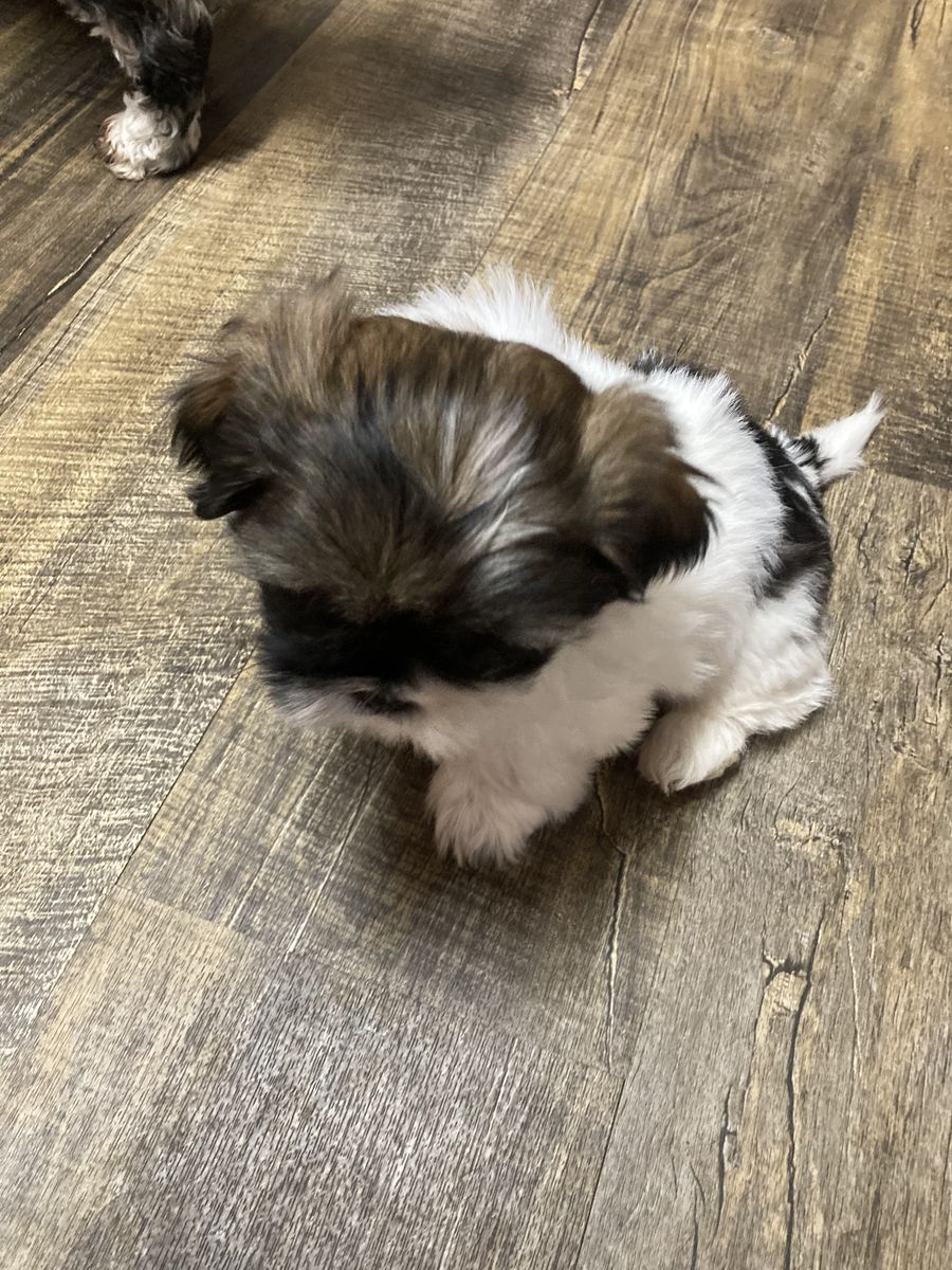 purebred shih tzu shitzu shihtzu