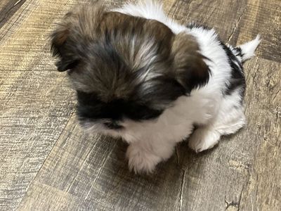purebred shih tzu shitzu shihtzu