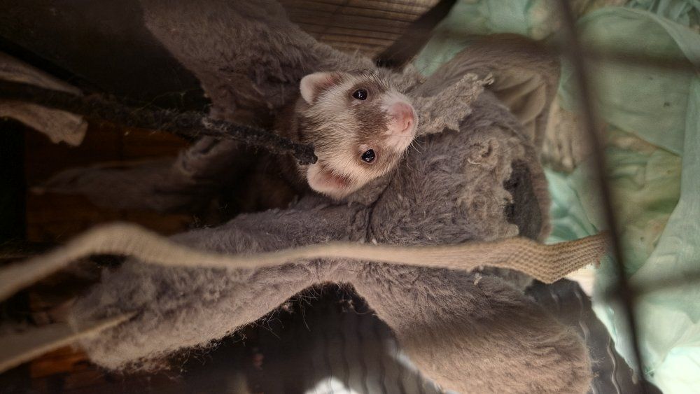 3 Ferrets and cage