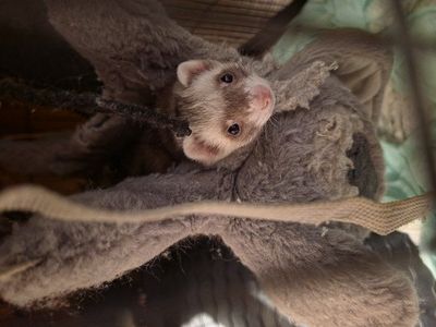 3 Ferrets and cage